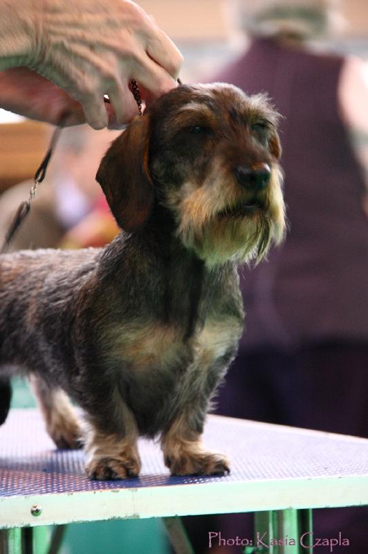 Crufts2011_2 1446.jpg